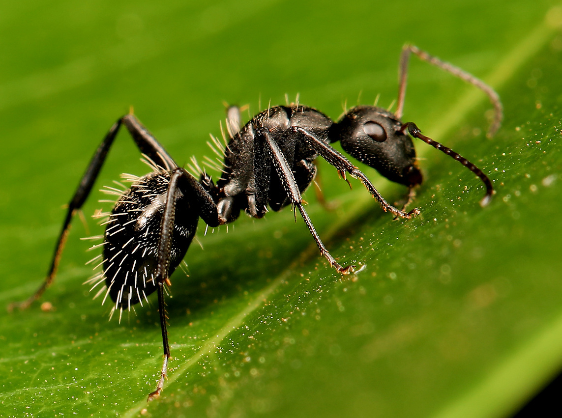 Hairy Sugar Ant (Camponotus niveosetosus) · iNaturalist
