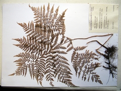Athyrium spinulosum