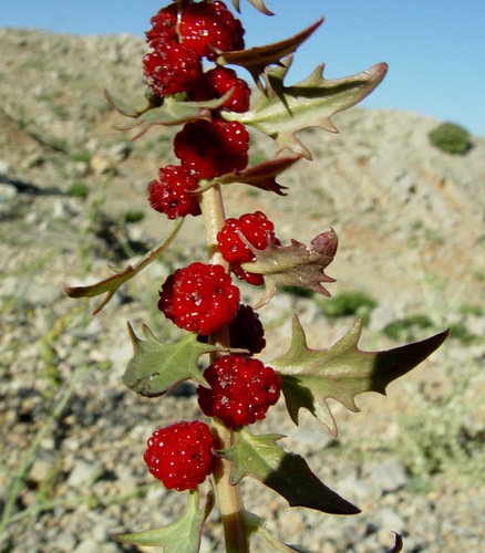 Strawberry Goosefoot