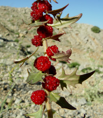 Blitum virgatum