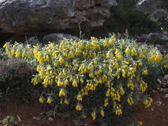 Onosma erecta erecta
