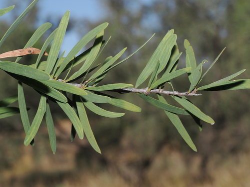 doodlallie (Acacia excelsa)