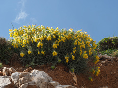 Onosma erecta erecta