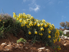 Onosma erecta erecta