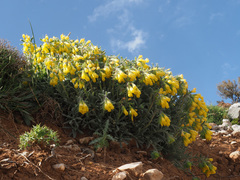 Onosma erecta erecta