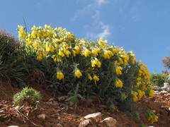 Onosma erecta erecta