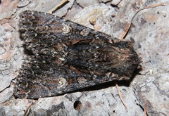 Mniotype adusta