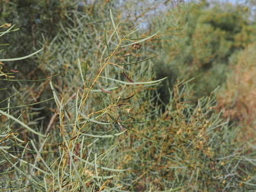 Sandplain Wattle (Acacia murrayana)