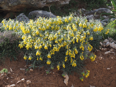 Onosma erecta erecta