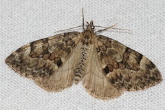 Cidariini