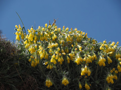 Onosma erecta erecta