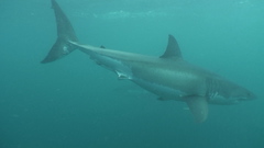 Carcharodon carcharias