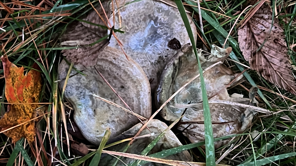 Celandine Milkcap