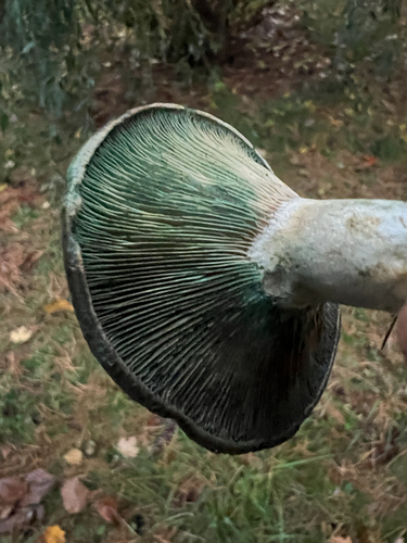 Celandine Milkcap