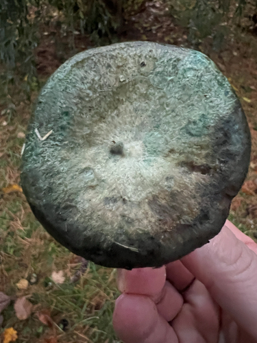 Celandine Milkcap