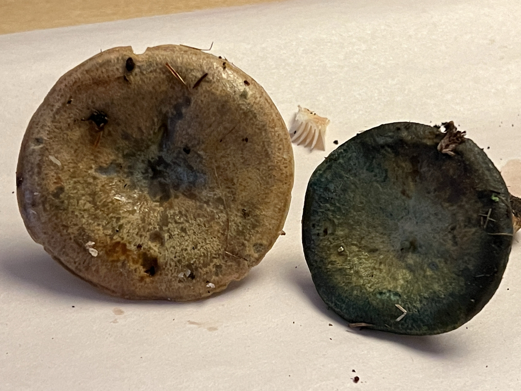 Celandine Milkcap