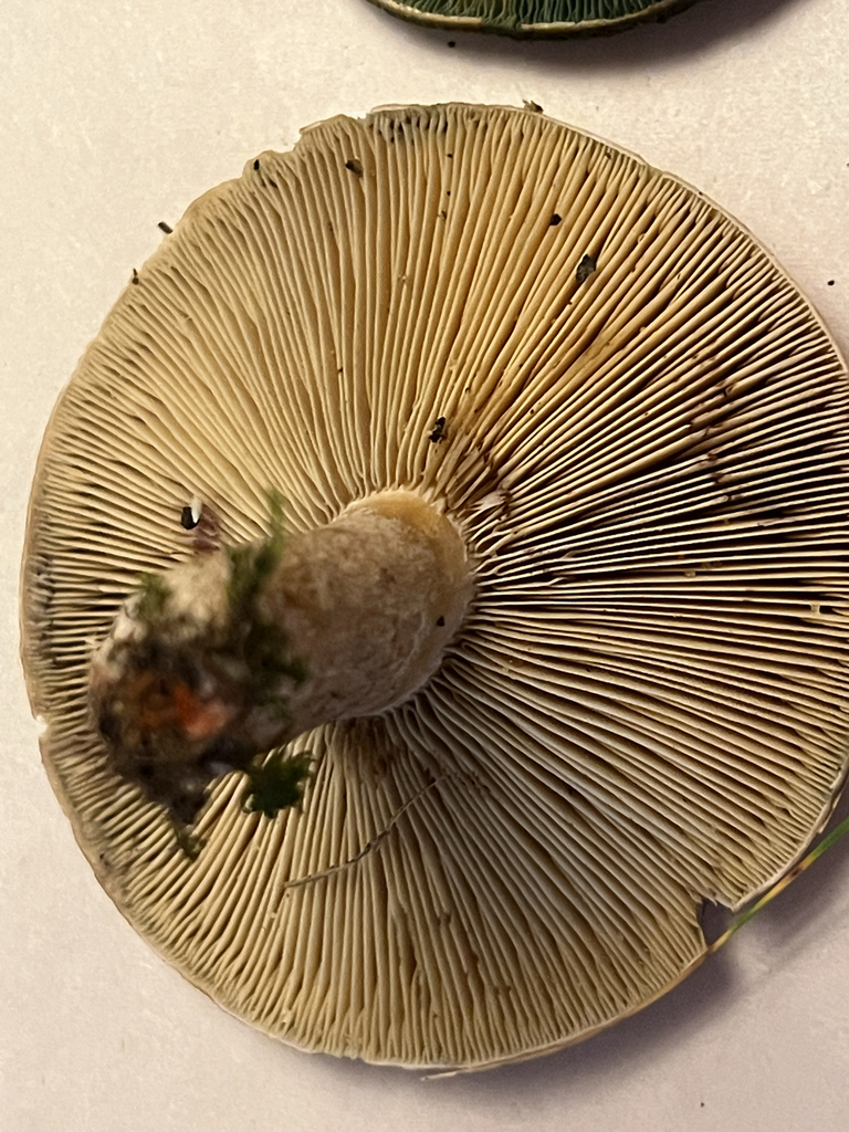 Celandine Milkcap