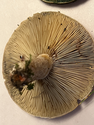 Celandine Milkcap