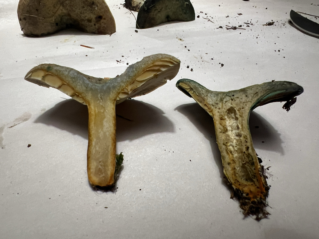 Celandine Milkcap