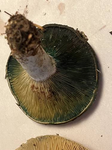 Celandine Milkcap