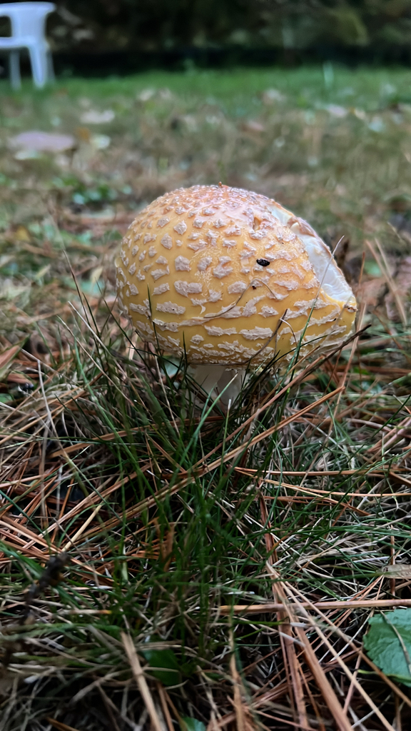American Yellow Fly Agaric