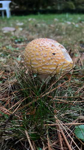 American Yellow Fly Agaric