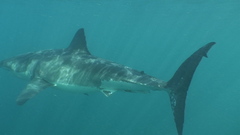 Carcharodon carcharias