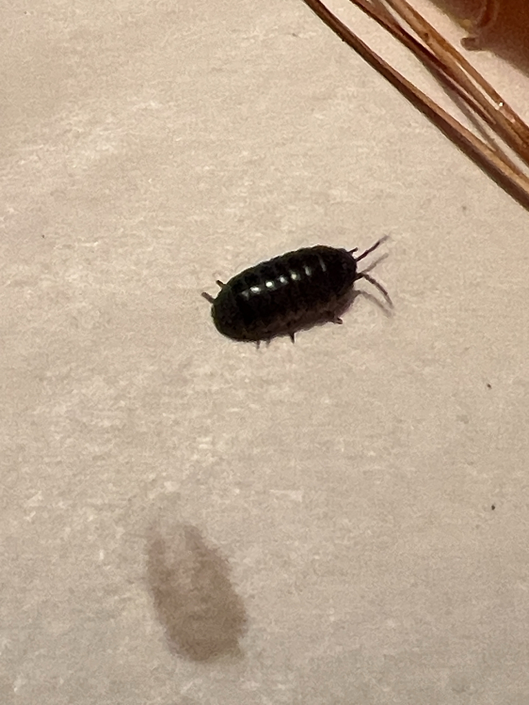 Common Pill Woodlouse