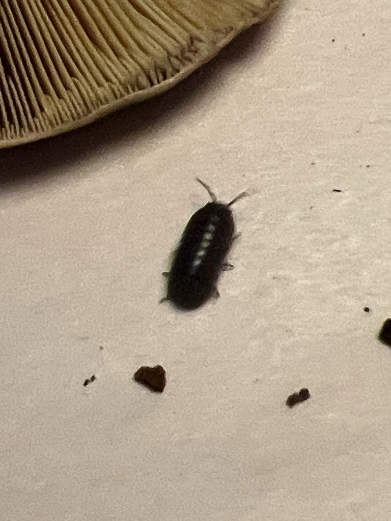 Common Pill Woodlouse