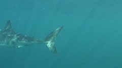 Carcharodon carcharias