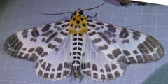 Pogonopygia nigralbata
