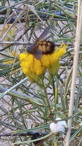 Unknown species found near Zion National Park, Zion, Washington County, US-UT, US