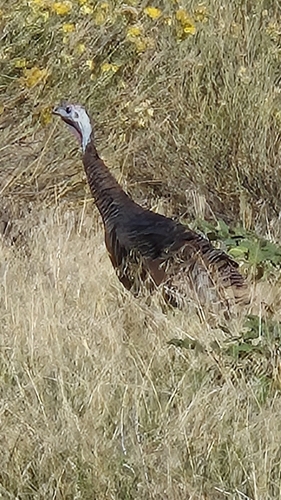 iNaturalist observation 2025-10-20