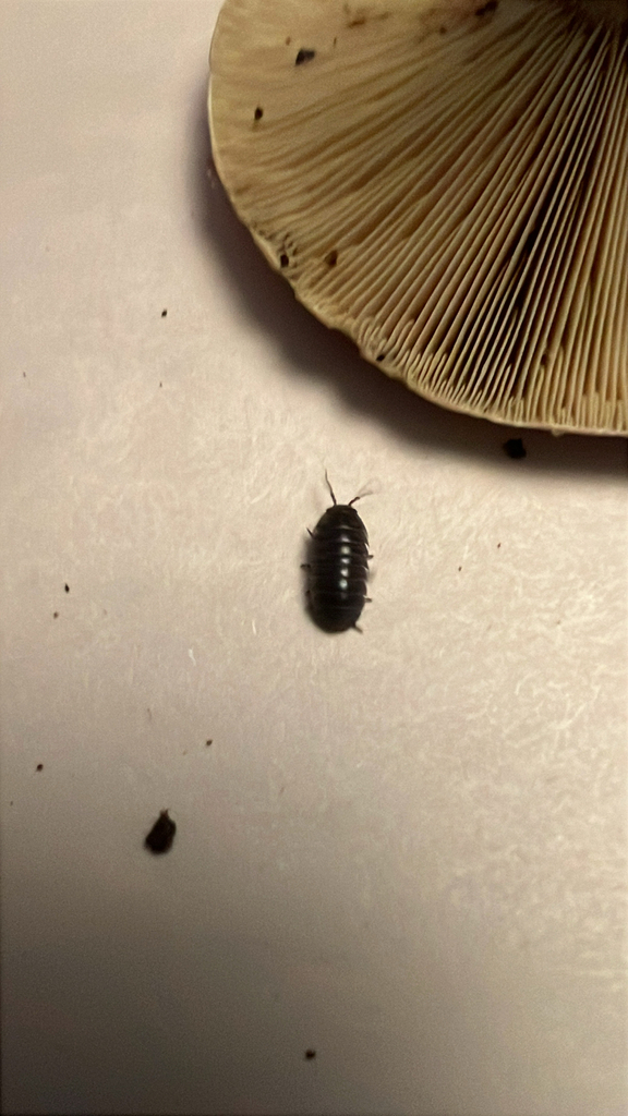 Common Pill Woodlouse
