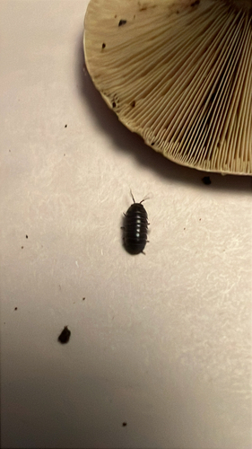 Common Pill Woodlouse