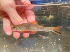 Blacktail Redhorse photo 3