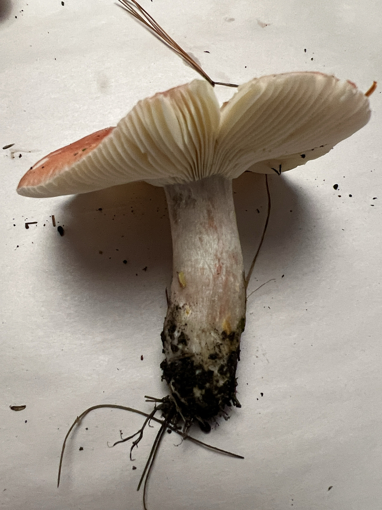 brittlegills