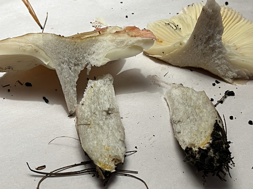brittlegills