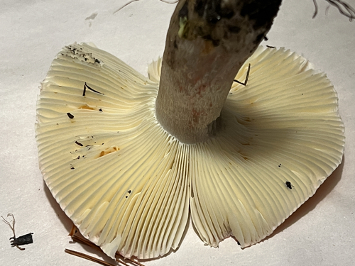 brittlegills