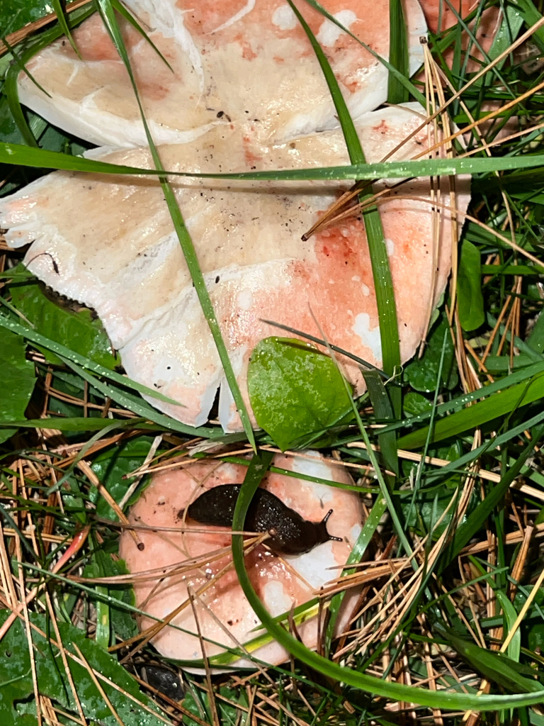 brittlegills