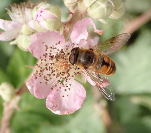 Unknown species found near Capital Regional District, BC, Canada