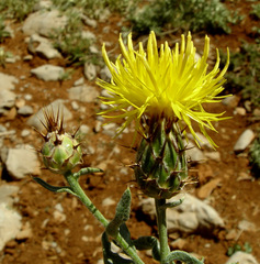 Centaurea drabifolia