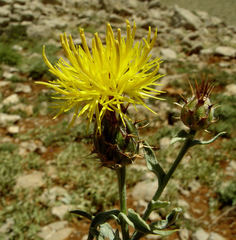 Centaurea drabifolia