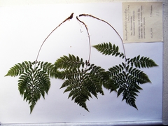 Athyrium spinulosum