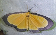 Bytharia uniformis
