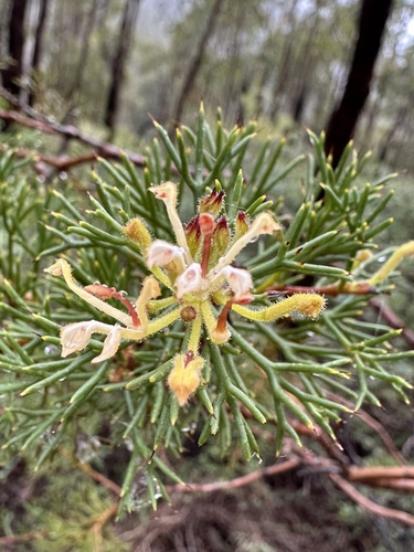 Hedgehog Hakea (Hakea erinacea)
