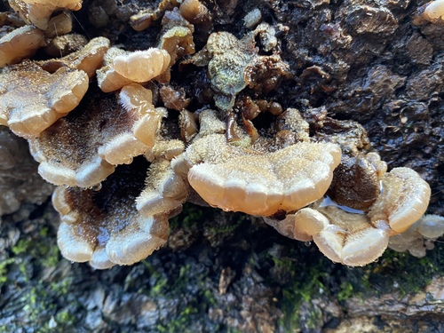 Representative image of Auricularia mesenterica