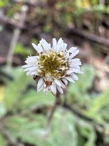 coarse bottle-daisy (Lagenophora huegelii)