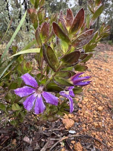 Broad-leaved Fanflower (Scaevola platyphylla)