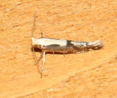 Argyresthia conjugella